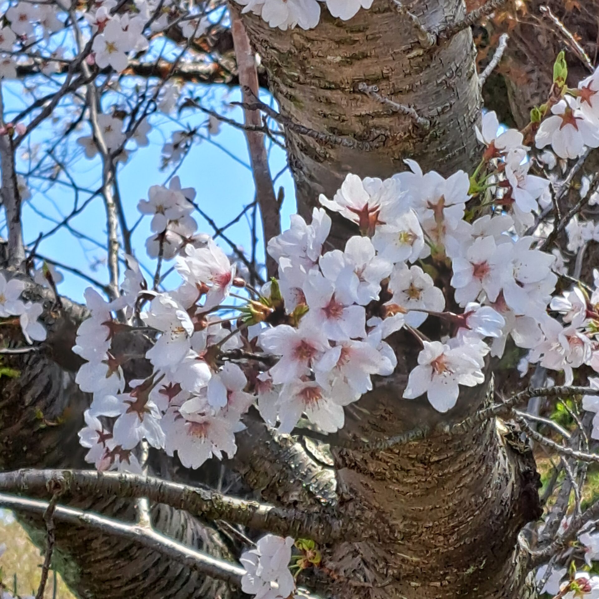 能美市ふるさとミュージアムと和田山の桜が見頃! お花見散歩レポ